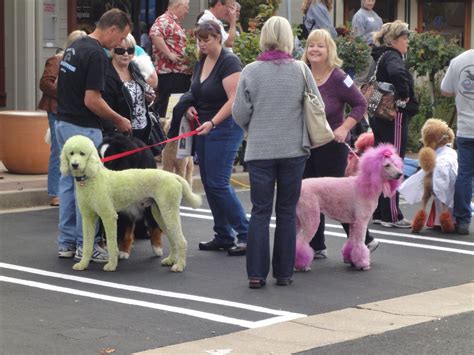 Oodles Of Poodles The Poodle Parade Carmel