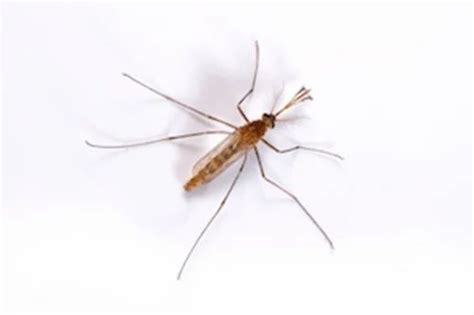 Mosquitoes Pest Control Service In Mumbai In Pune Shree Samarth Pest