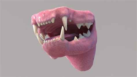 3D realistic cat mouth model - TurboSquid 1437282