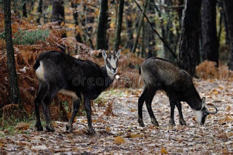 Mammif Re Alpin De Chamois Image Stock Image Du Normal