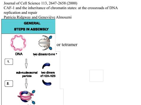 Ppt Chromatin Assembly Powerpoint Presentation Free Download Id