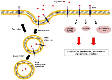 Cells Free Full Text Scavenger Receptor Structure And Function In