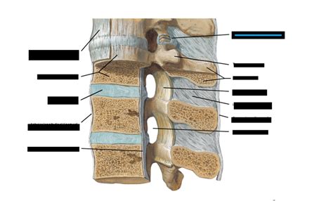 Vertebral Ligaments Of Lumbar Region Diagram Quizlet