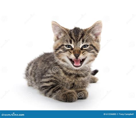 Gatito Lindo Del Gato Atigrado Que Llora En Blanco Imagen De Archivo