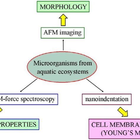 Schematic representation of the applications driven by AFM imaging ... 