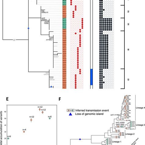 Genome Sequencing And Phylogenetic Analysis A Phylogenetic Download Scientific Diagram