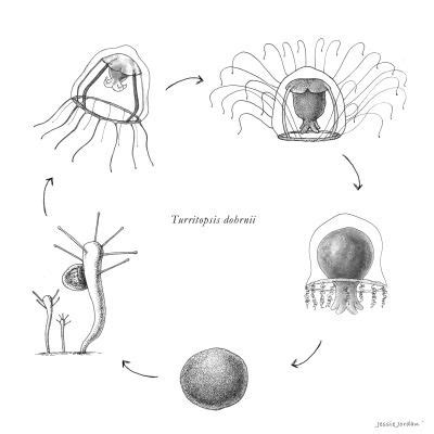 Lifecycle of Turritopsis dohrnii, commonly known as The Immortal ...