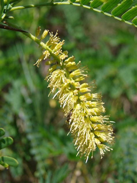 Mesquite | Desert, Shrub, Legume | Britannica