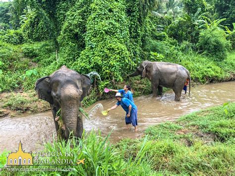 Tour Privado Santuario De Elefantes En Chiang Mai Tu Gu A En Tailandia