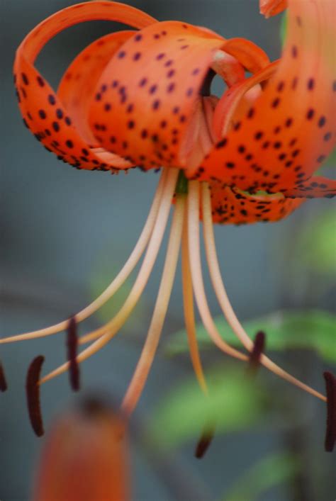 Tiikerililja / Tiger lily