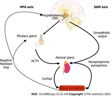 Epinephrine And Norepinephrine Feedback Loop