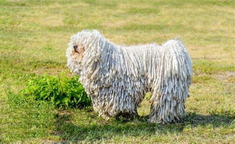 Komondor Dog Breed History And Some Interesting Facts