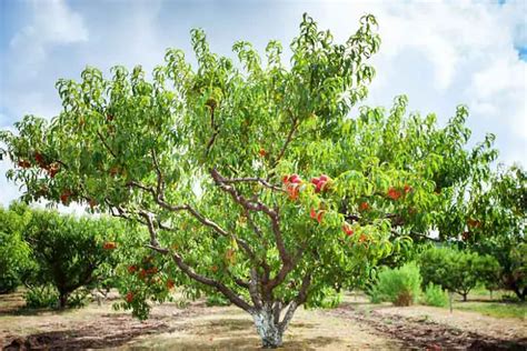 Nectarina Mexicana Caracter Sticas Nome Cientifico Mudas E Fotos