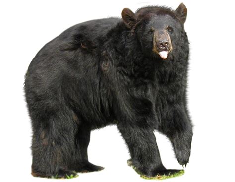 Bear PNG Transparent Images