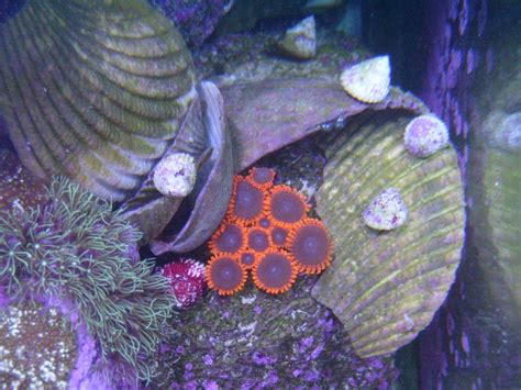 Coral Porn