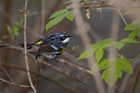 Paruline Croupion Jaune Yellow Rumped Warbler Karim Bouzidi