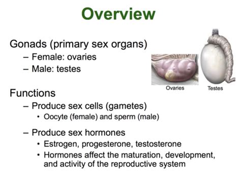 Lecture 23 Female Repro Flashcards Quizlet