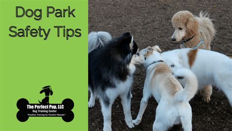 Dog Park Safety Tips | Blog | The Perfect Pup LLC