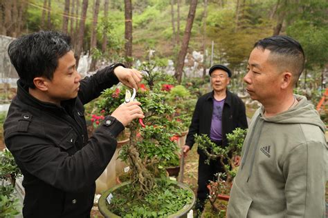 武夷山科技特派员助力花卉生产