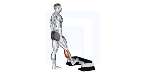 Bodyweight Standing Calf Raise - Guide, Benefits, and Form