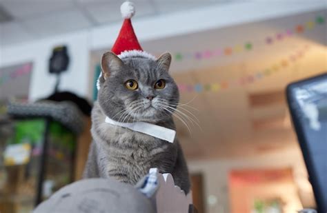 Premium Photo | Cute cat in santa claus hat against blurred christmas ...