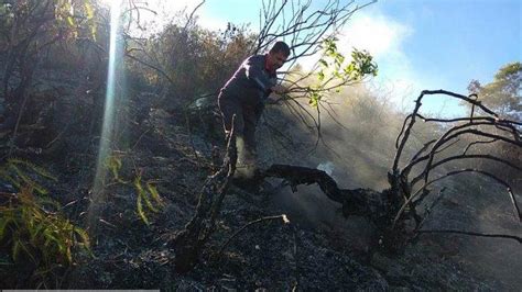 Kebakaran Lereng Gunung Sumbing Di Wilayah Temanggung Makin Meluas