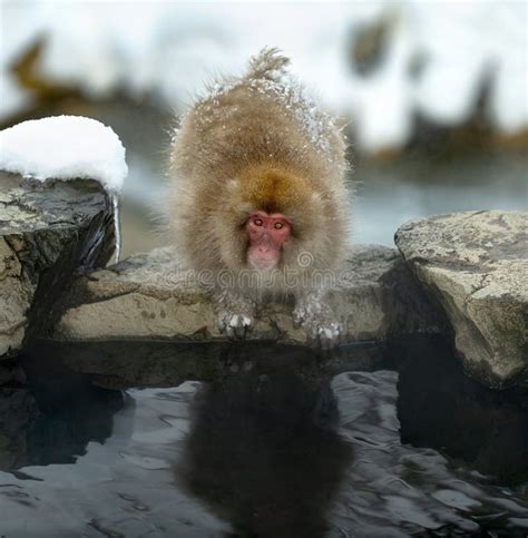 Japanese Macaque Near Natural Hot Springs. Scientific Name: Macaca Fuscata. Stock Image - Image ...