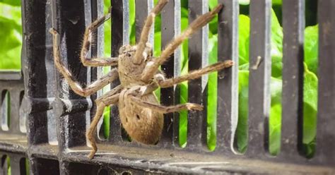 World's largest venomous spider found in East Yorkshire after sneaking into shipping container ...