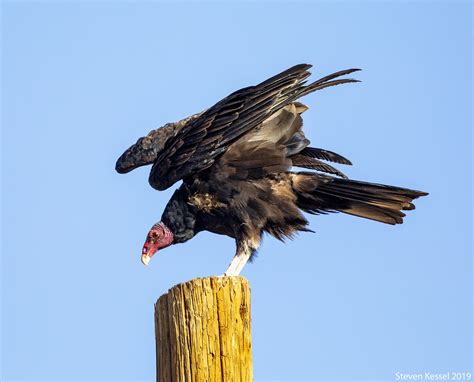 Turkey Vultures — Migration In Full Swing! – Sonoran Images