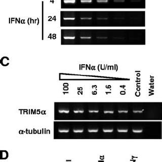 Ifn Increases The Levels Of Trim Rh Transcript In Rhesus