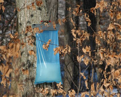 Accidents on the rise, PFAS in the news, Maple syrup harvest - WPR