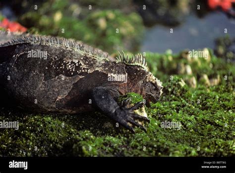 Iguana Marina Amblyrhynchus Cristatus Aliment Ndose De Las Algas Que