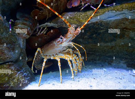 Natal crawfish Palinurus delagoae; aquarium admission, Capetown, west ...