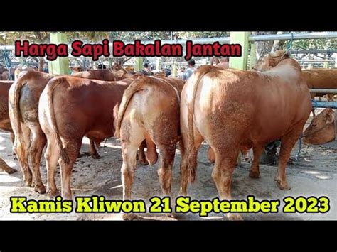 30 Juta Up Non Poel Sapi Limousin Calon Monster Update Harga Sapi