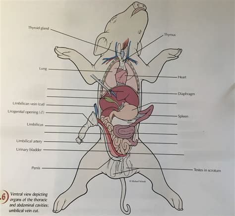 Biol Lab Diagram Pg Diagram Quizlet