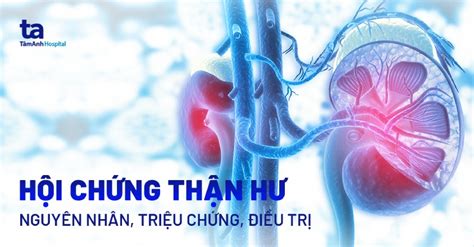 Thận Giải Phẫu Cấu Trúc Chức Năng Và Những Điều Cần Biết