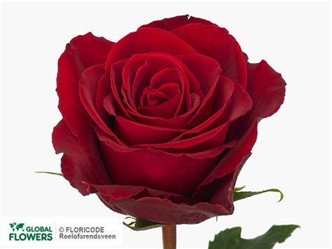 Фото Роза крупноцветковая "Madam Red" | Global Flowers