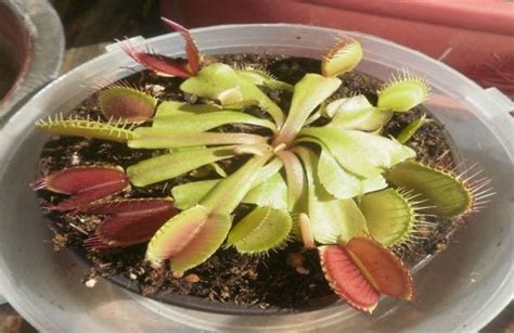 Cuidados de la Venus atrapamoscas