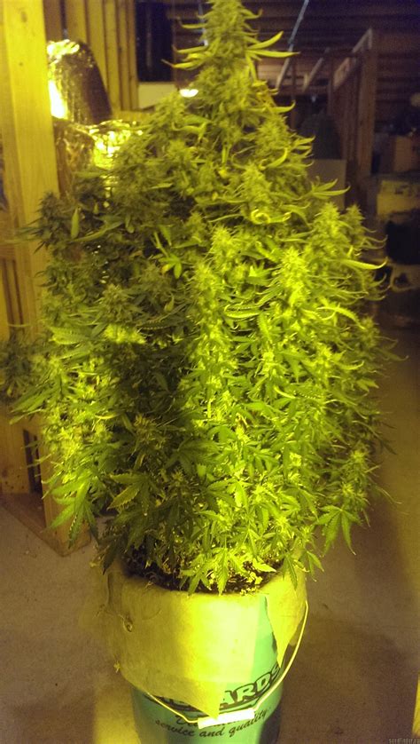 Strain Galerie Northern Light Automatic Royal Queen Seeds PIC