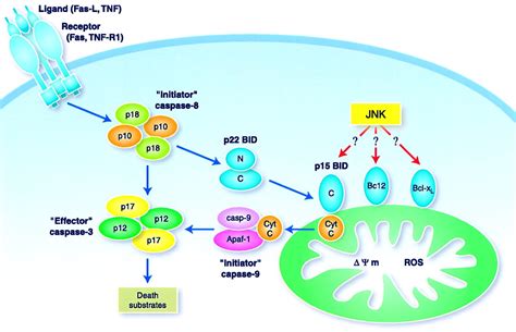 Signal Transduction By The JNK Group Of MAP Kinases Cell