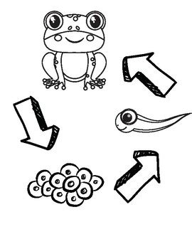 Frog Lifecycle Coloring Sheet By Jenna Otten TPT