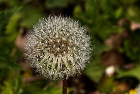 Flower Dandelion Wildflower Free Photo On Pixabay Pixabay