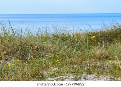 Senecio Leucanthemifolius Images Stock Photos Vectors Shutterstock