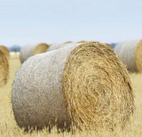 Round Bales | Nerang Stock And Feed