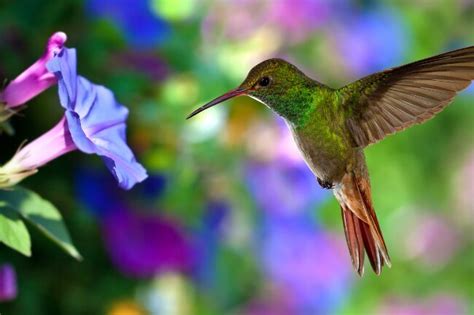 Methods Of Hummingbirds Communication