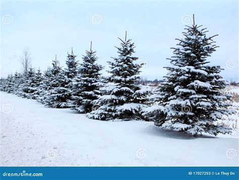 Pine Tree Row Stock Image Image Of Season Pine Light 17027253