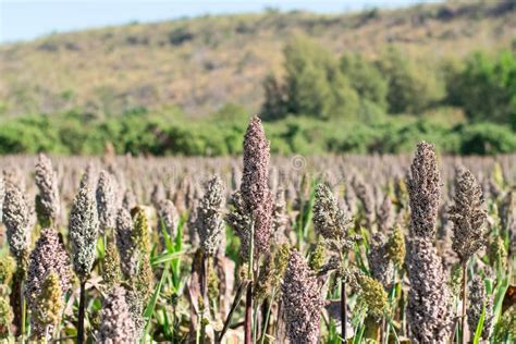 Field of sorghum stock image. Image of cloud, bread - 148674429