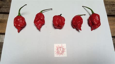 Papryka TRINIDAD MORUGA SCORPION RED nasiona 0 05 g porównaj ceny