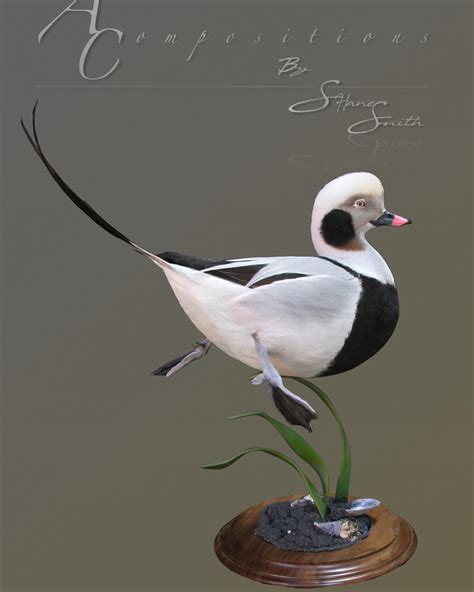 Sea Duck And Waterfowl Taxidermy Sea Duck And Goose Mounts Habitat Scenes With Waterfowl