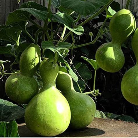 Kanaya Bottle Gourd Round Lauki Dudhi Lagenaria Siceraria Vegetable Seed Price In India Buy